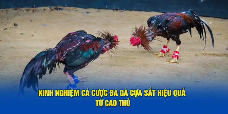 Thủ thuật cá cược đá gà cựa sắt bất bại từ cao thủ