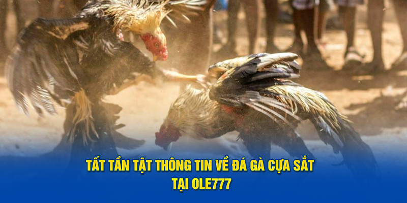 Tất Tần Tật Về Trò Chơi Đá Gà Cựa Sắt Tại OLE777